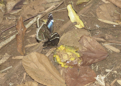 Morpho helenor achillides
