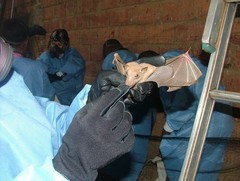 Epomophorus labiatus