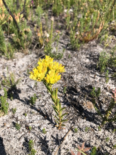 Crassula flava