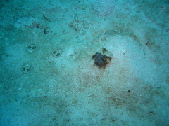 Pseudorhombus dupliciocellatus