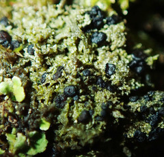 Bacidia bagliettoana