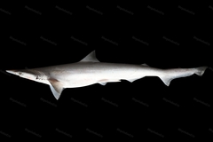 New Spadenose Shark photo 1
