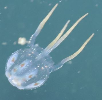 Copula sivickisi (Stiasny, 1926)