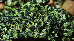 Bacidia bagliettoana