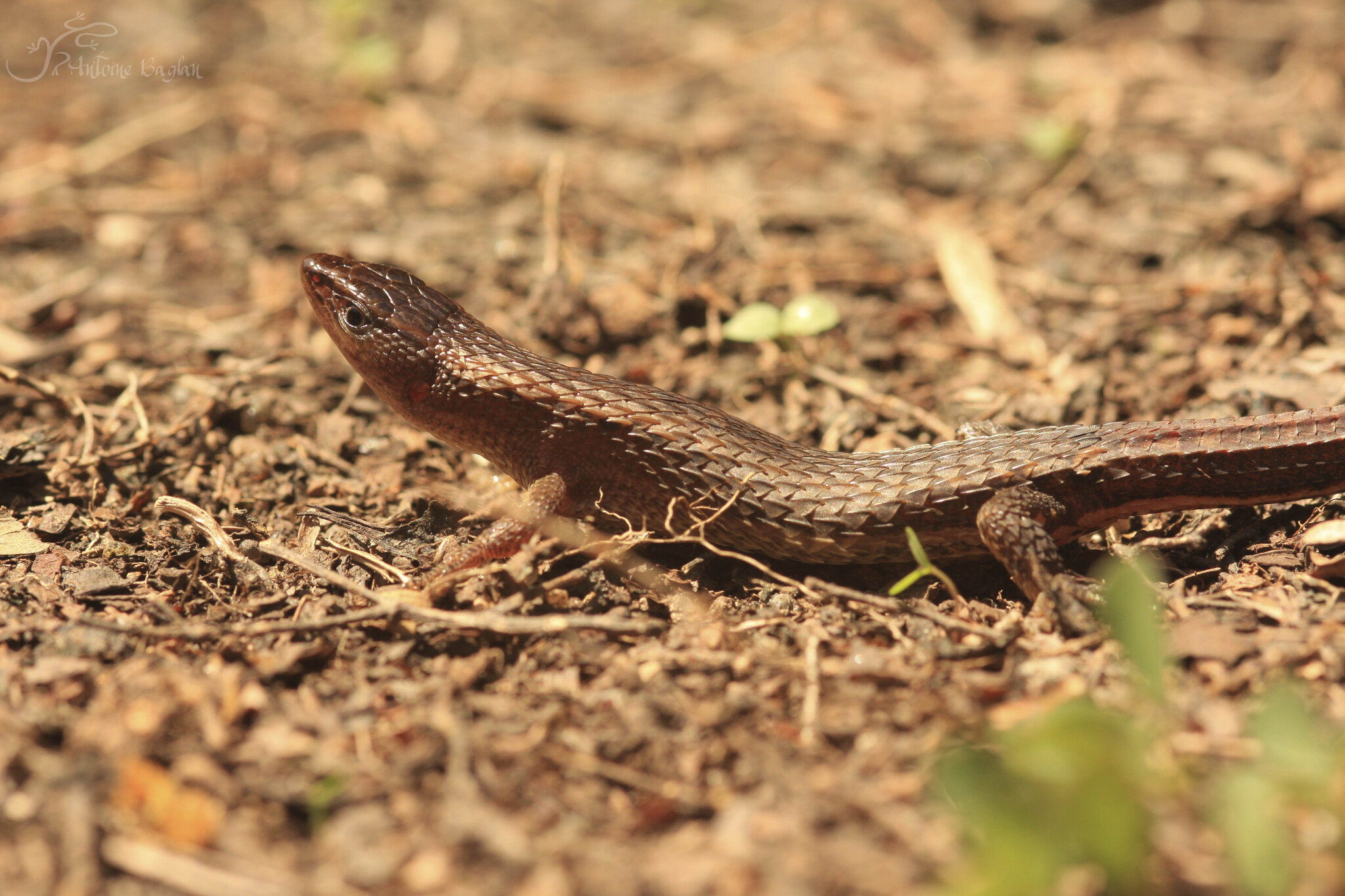 Alopoglossus angulatus (Linnaeus, 1758)