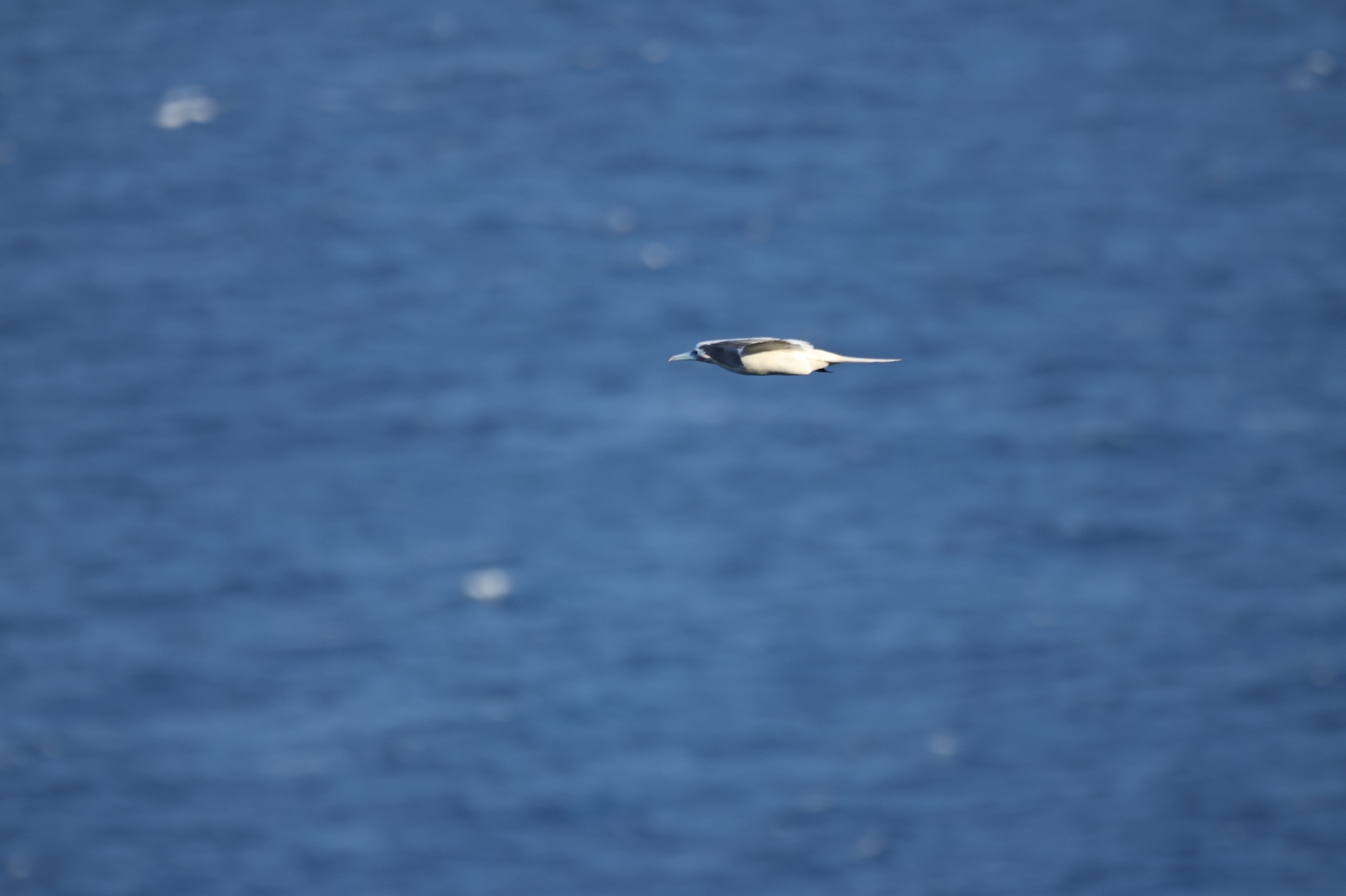 Red-footed Booby (Sula sula), photo 8
