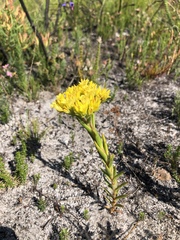 Crassula flava