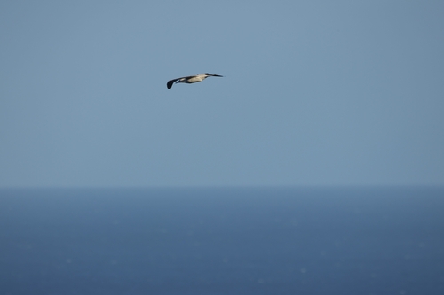 Red-footed Booby (Sula sula), photo 6