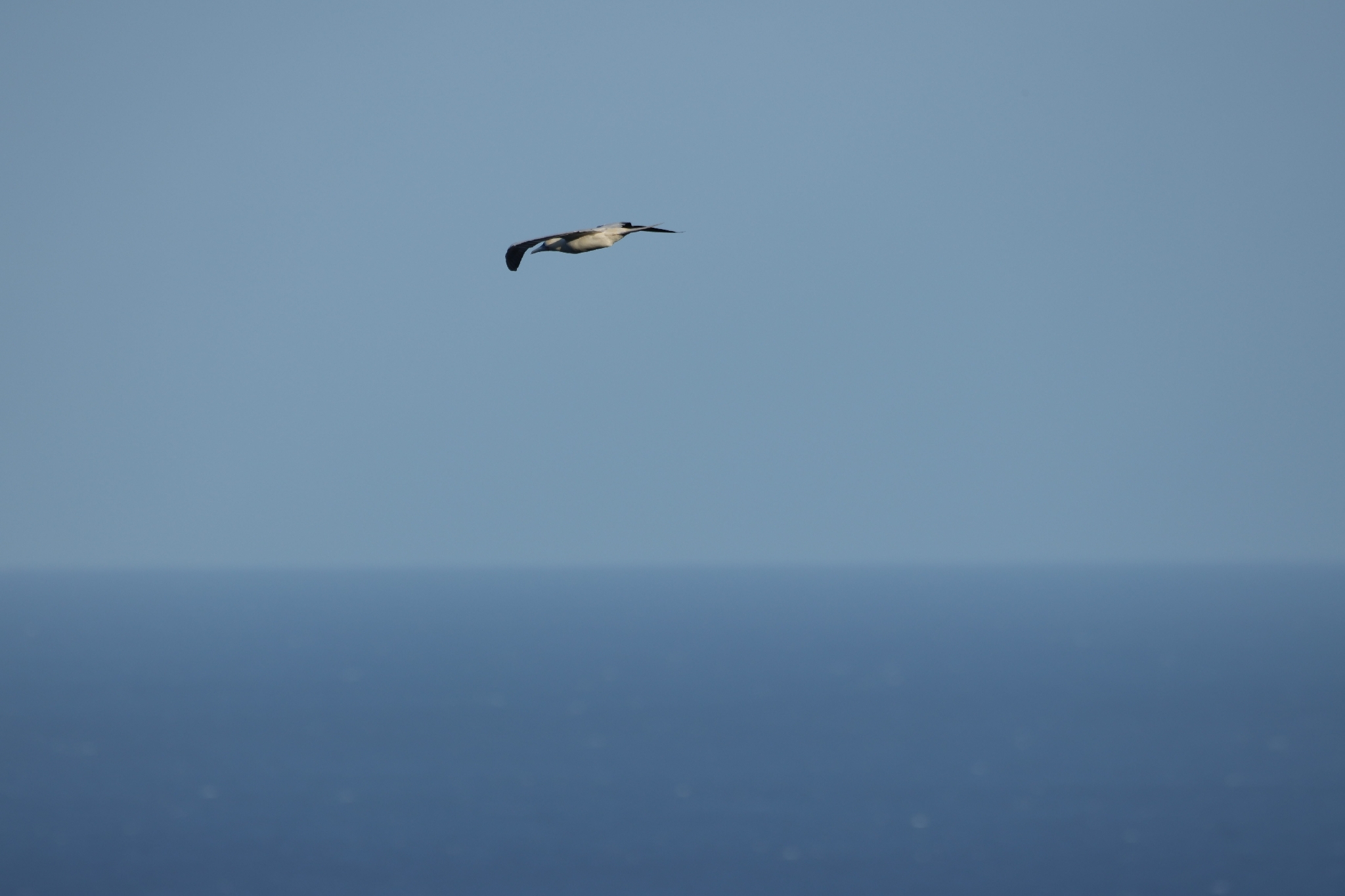 Red-footed Booby (Sula sula), photo 9