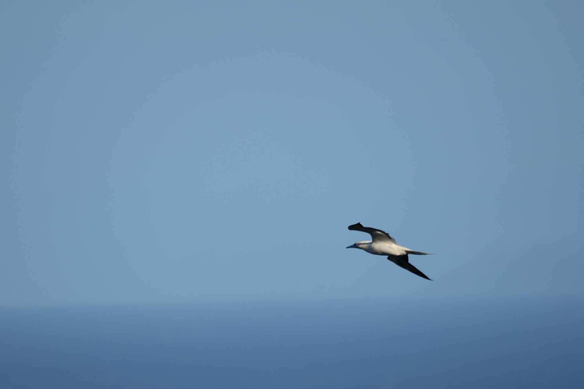 Red-footed Booby (Sula sula), photo 10