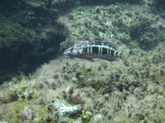 Serranus atricauda