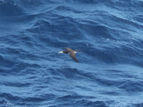 Brown Booby (Sula leucogaster), photo 6
