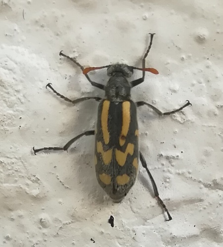 Hycleus ambiguus · iNaturalist