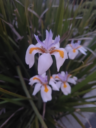 Dietes grandiflora