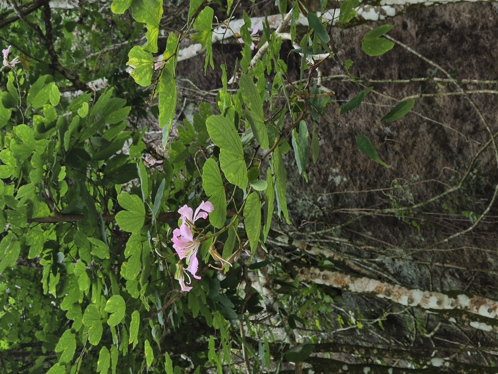 Butterfly Tree (Bauhinia purpurea)