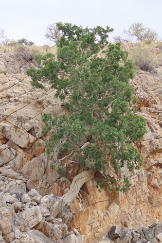 Namaqua Rock Fig (Ficus cordata)