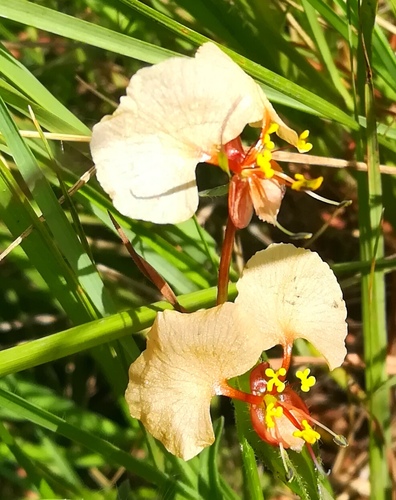 Commelina image