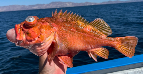 Sebastes spinorbis