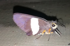 Coeliades forestan forestan