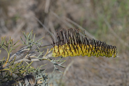 Prickly Toothbrushes