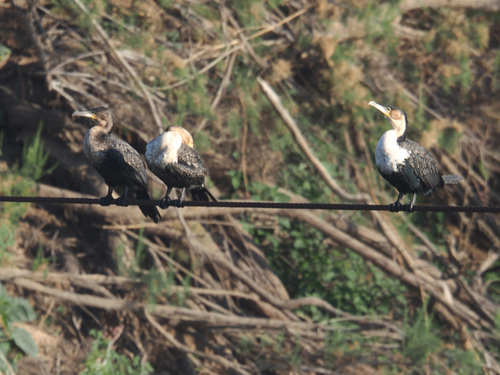 iNaturalist: (c) Felix Riegel, some rights reserved (CC BY-NC), uploaded by Felix Riegel iNaturalist image