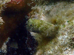 Salarias alboguttatus