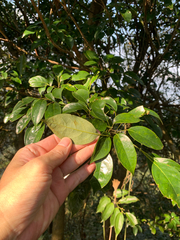 Meliosma squamulata, photograph (c) 呂一起(Lyu yi-chi), some rights reserved (CC BY)