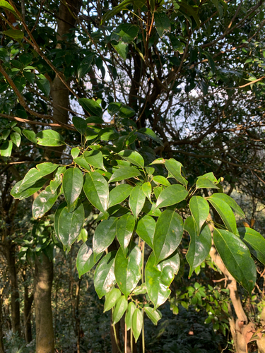 Meliosma squamulata, photograph 4