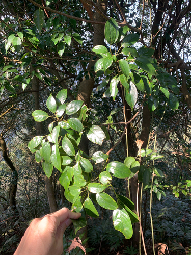 Meliosma squamulata, photograph 5