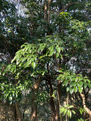 Meliosma squamulata, photograph 6