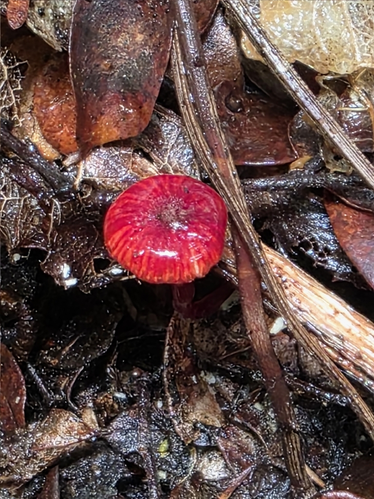 Cruentomycena viscidocruenta · January 2026 · photo: © nicnation (iNaturalist, cc-by)