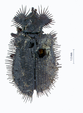Thoracispa dregei