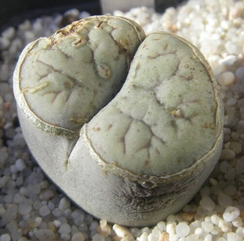 Lithops rooi hort. ex Oesterr.