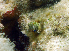 Salarias alboguttatus