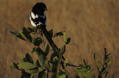 Lanius melanoleucus