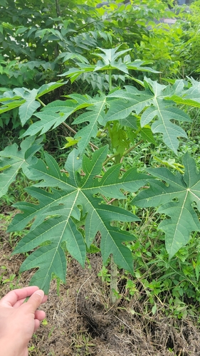 Carica papaya observed 2026-01-06