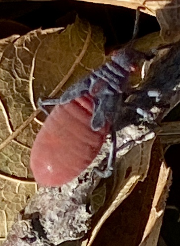 iNaturalist observation photo of Red-shouldered Bug