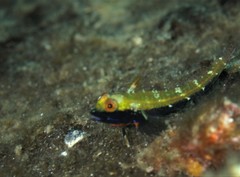 Helcogramma decurrens