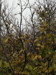 Styrax officinalis
