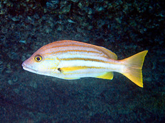 Lutjanus carponotatus