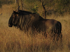 Connochaetes taurinus