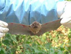 Hipposideros ruber