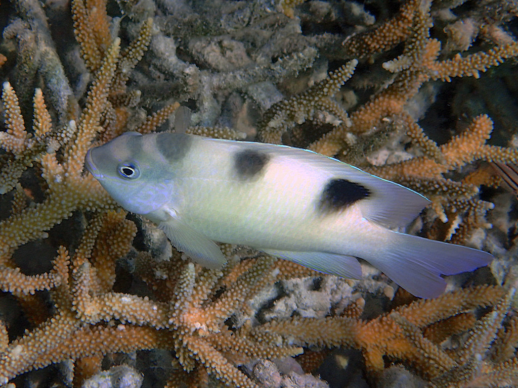 Two-Barred Puller