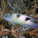 White Damsel - Photo (c) batfish, some rights reserved (CC BY-NC), uploaded by batfish