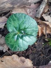 Cyclamen