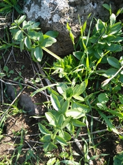 Heptaptera anisoptera