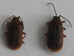 Galerucella nymphaeae