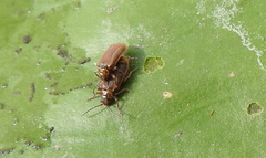 Galerucella nymphaeae