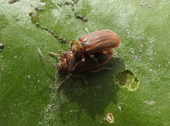 Galerucella nymphaeae