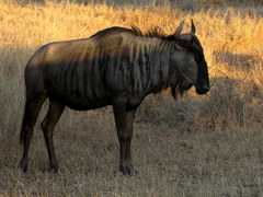 Connochaetes taurinus